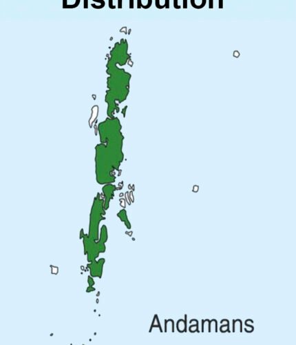 Andaman Nightjar map