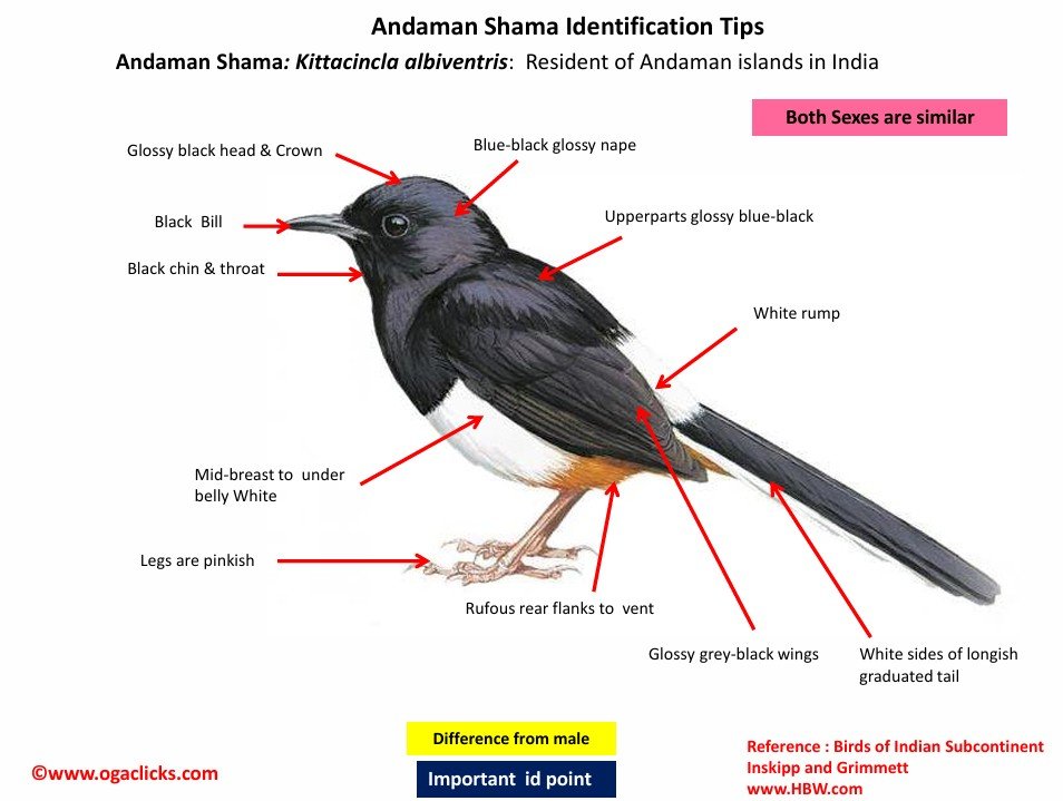 Andaman Shama-id