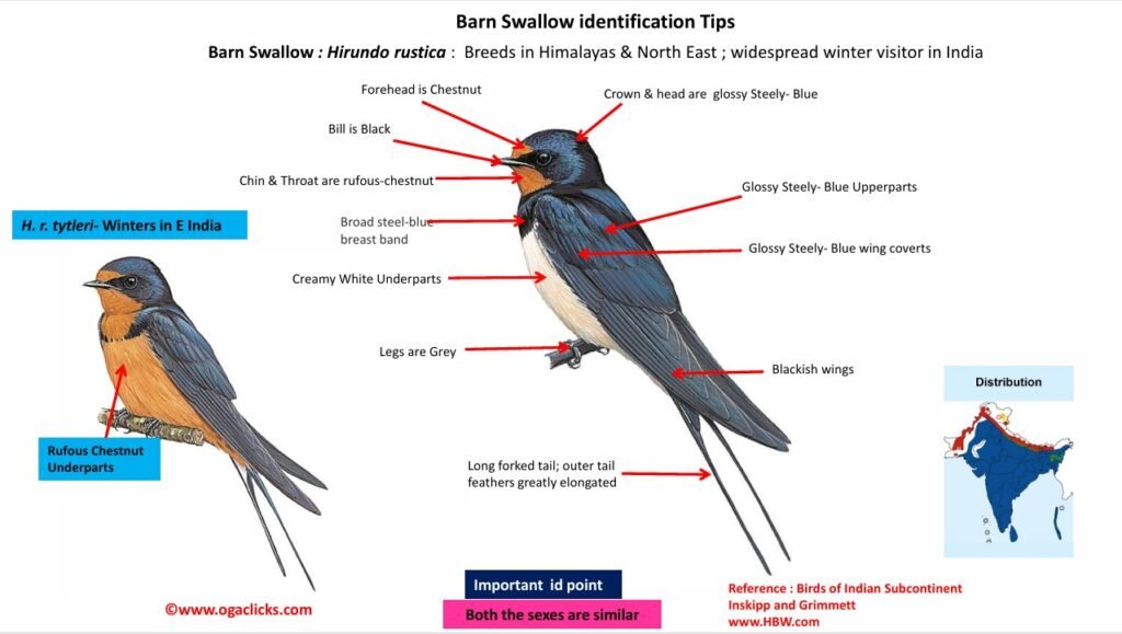 Barn swallow-id