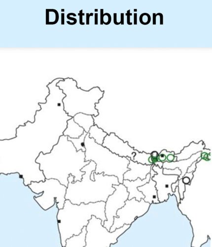Blue-fronted Robin-map