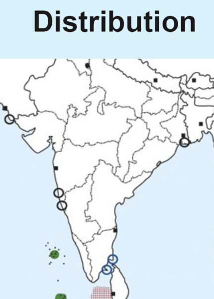 Brown Noddy Map
