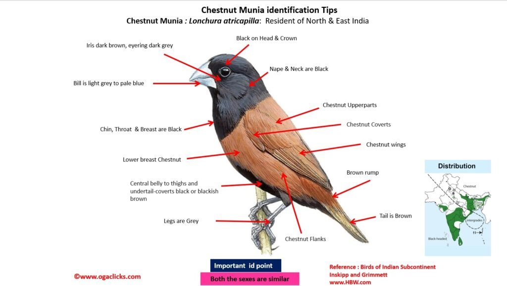 Chestnut Munia Id