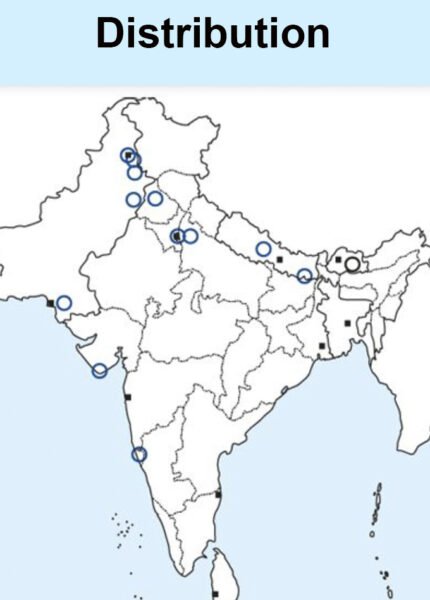 Common Gull Map