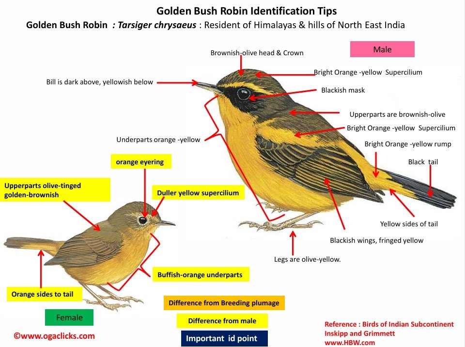 Golden Bush Robin-id