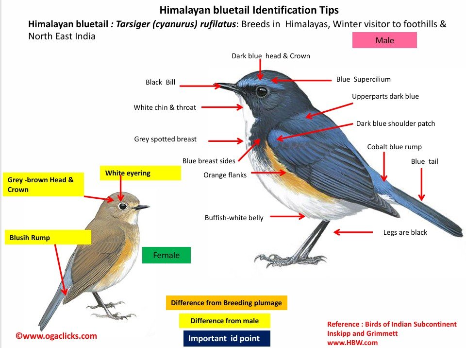Himalayan Blue Tail-id