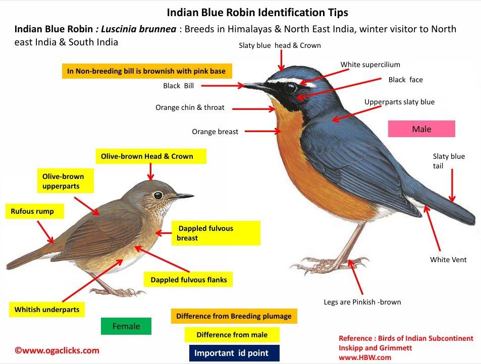 Indian Blue robin Id