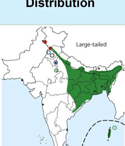 Large-tailed Nightjar map