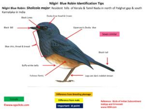 Nilgiri Blue robin-id