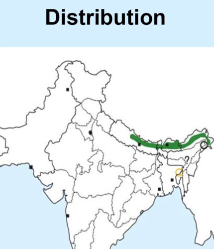 Rufous-fronted Bush Robin -map
