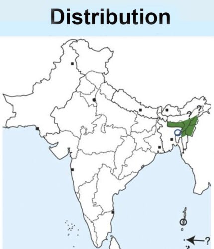 Striated Swallow map