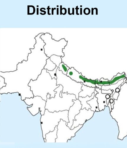 White-browed Bush Robin-map