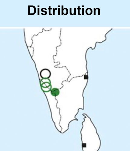 nilgiri bush robin- sholakili -map